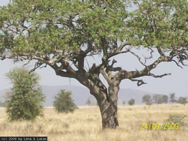586 schau genau da ist was versteckt... ein leopard